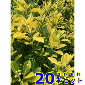 _@IES}TL (}TL) 15.0p 20{ 0.5mO 15.0p A؁@c؁@V{c[@_