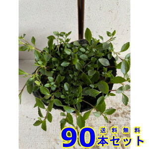 JhjA (F) 9.0p 90{ OhJo[@@G\h