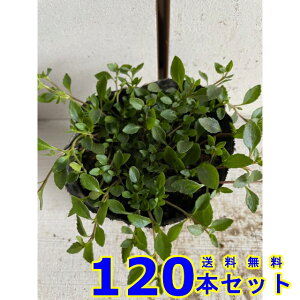 JhjA (F) 9.0p 120{ OhJo[@@G\h