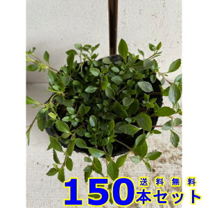 JhjA (F) 9.0p 150{ OhJo[@@G\h