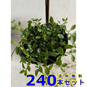 JhjA (F) 9.0p 240{ OhJo[@@G\h