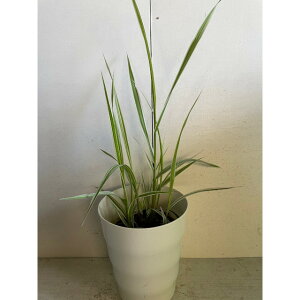 qAVtC@ (P) obN 1{ 13.5v obN A؁@c؁@V{c[@_