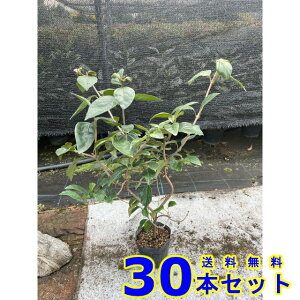 nNT{N (R) 15.0p 30{ 0.5mO 15.0p A؁@c؁@V{c[@_