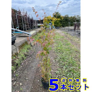 Cn~W (gt) 15.0p 5{ 1.0mO 15.0p A؁@c؁@V{c[@_