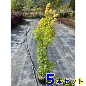 _@IES}TL (}TL) 15.0p 5{ 1.0mO 15.0p A؁@c؁@V{c[@_