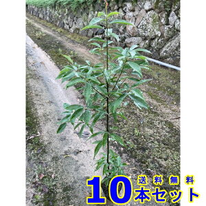 VJV (~) 15.0p 10{ 1.0mO 15.0p A؁@c؁@_