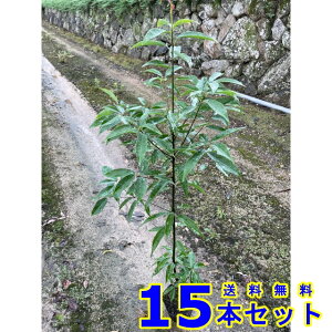 VJV (~) 15.0p 15{ 1.0mO 15.0p A؁@c؁@_