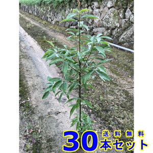 VJV (~) 15.0p 30{ 1.0mO 15.0p A؁@c؁@_