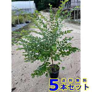 vybg (ZCEC{^mL) 15.0p 5{ 1.0mO 15.0p A؁@c؁@_