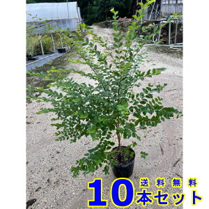 vybg (ZCEC{^mL) 15.0p 10{ 1.0mO 15.0p A؁@c؁@_