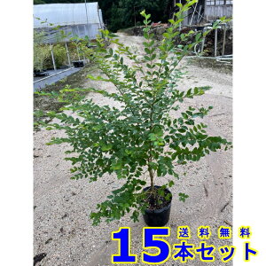 vybg (ZCEC{^mL) 15.0p 15{ 1.0mO 15.0p A؁@c؁@_