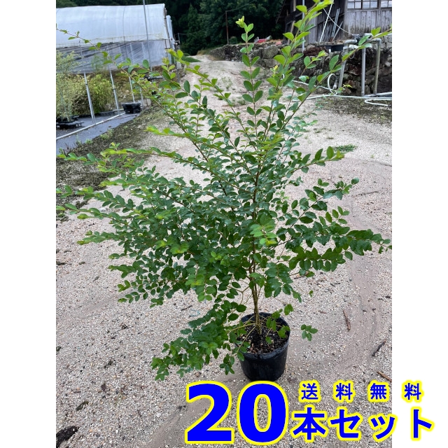植木 苗木 生垣 プリペット セイヨウイボタノキ ｐ 1本 樹高