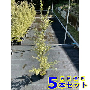 Vo[vybg (vybg) 15.0p 5{ 1.0mO 15.0p A؁@c؁@_