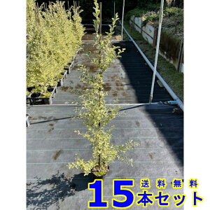 Vo[vybg (vybg) 15.0p 15{ 1.0mO 15.0p A؁@c؁@_