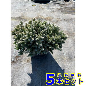 Rjt@[ u[X^[ (ΐF@) 15.0p 5{ 15.0p OhJo[@@G\h