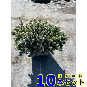 Rjt@[ u[X^[ (ΐF@) 15.0p 10{ 15.0p OhJo[@@G\h