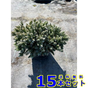 Rjt@[ u[X^[ (ΐF@) 15.0p 15{ 15.0p OhJo[@@G\h