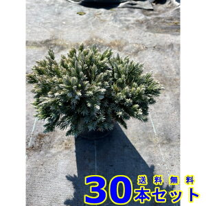 Rjt@[ u[X^[ (ΐF@) 15.0p 30{ 15.0p OhJo[@@G\h