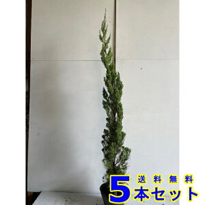 JCdJCuL (JCYJCuL@Lˈɐ) 15.0p 5{ 0.7mO 15.0p A؁@c؁@_