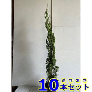 植木 盆栽 1 0 生垣の人気商品 通販 価格比較 価格 Com