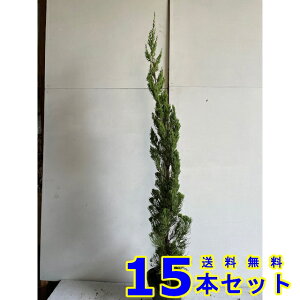 JCdJCuL (JCYJCuL@Lˈɐ) 15.0p 15{ 0.7mO 15.0p A؁@c؁@_