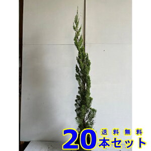 JCdJCuL (JCYJCuL@Lˈɐ) 15.0p 20{ 0.7mO 15.0p A؁@c؁@_