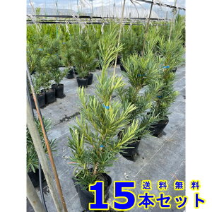 _@J}L (炩܂@) 15.0p 15{ 0.5mO 15.0p A؁@c؁@V{c[@_