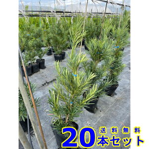 _@J}L (炩܂@) 15.0p 20{ 0.5mO 15.0p A؁@c؁@V{c[@_