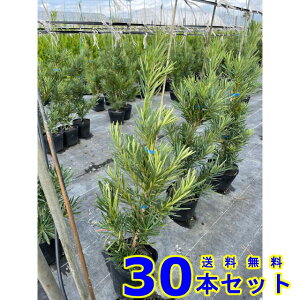 _@J}L (炩܂@) 15.0p 30{ 0.5mO 15.0p A؁@c؁@V{c[@_