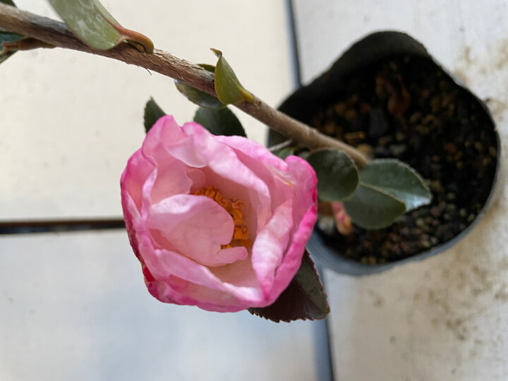 楽天市場 生垣 サザンカ ネギリス 山茶花 うすいピンク色の花 10 5ｐ 15本 樹高0 4ｍ前後 10 5ｐ 植木 苗木 シンボルツリー 生垣 猪之助商店