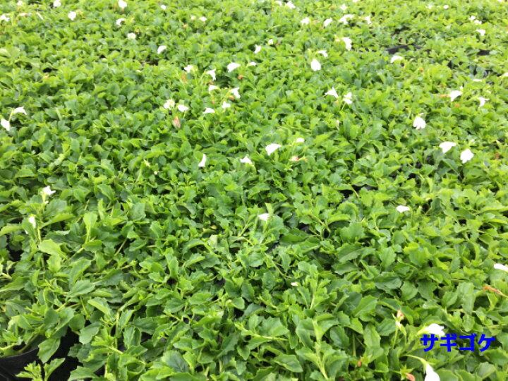 シバザクラ ピンク花 多年草 9 0ｐ 180本 グランドカバー 下草 雑草予防 2年保証