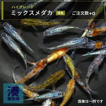 楽天市場】めだかミックス 100匹の通販