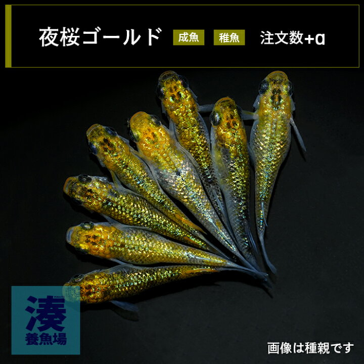 楽天市場】【夜桜ゴールド】夜桜 ゴールド メダカ 生体 成魚 稚魚 