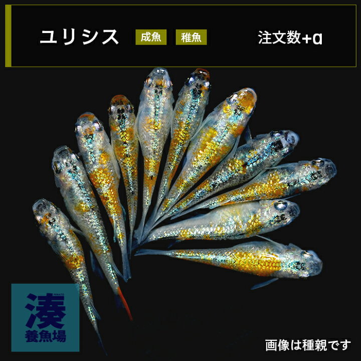 楽天市場】【ユリシス】めだか メダカ生体 成魚 稚魚 ラメ ラメメダカ 