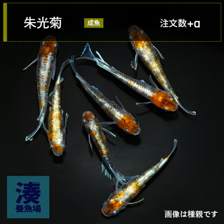 楽天市場】【朱光菊】メダカ めだか の 生体 成魚 稚魚 卵 三色 体外光 