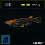 【GOD】 ゴッド メダカ めだか 生体 成魚 稚魚 普通種体型 送料無料 五式 綺麗 な 観賞魚 美しいメダカ …