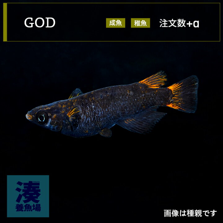 楽天市場】【GOD】 ゴッド メダカ めだか 生体 成魚 稚魚 普通種体型 