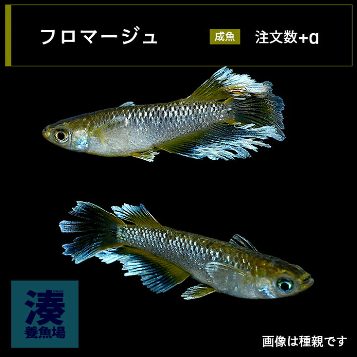 楽天市場】【フロマージュ】 メダカ めだか 生体 成魚 稚魚 ヒレ長 