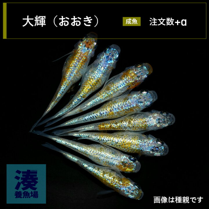 楽天市場】【大輝（おおき）】 メダカ めだか 生体 成魚 稚魚 ラメ 