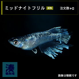 【ミッドナイトフリル】 メダカ めだか 生体 成魚 稚魚 ヒレ長 ワイドフィン 普通種体型 ヒカリ体型 10 匹 送料無料 ペア 改良メダカ 高級メダカ めだか生体 品種改良 メダカペア メダカ販売 めだか販売 メダカ通販 種類 高級 ペアめだか 観賞魚 淡水魚 卵 湊養魚場