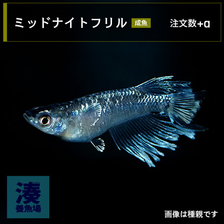 楽天市場】【ミッドナイトフリル】 メダカ めだか 生体 成魚 稚魚 ヒレ 