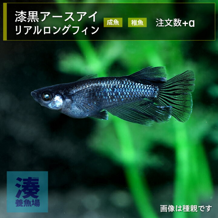 楽天市場】【漆黒アースアイリアルロングフィン】メダカ めだか 生体 