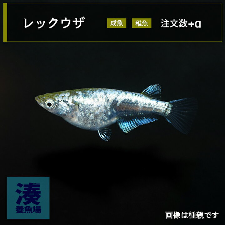 楽天市場】【レックウザ】メダカ めだか 生体 成魚 稚魚 ラメ 体外光 