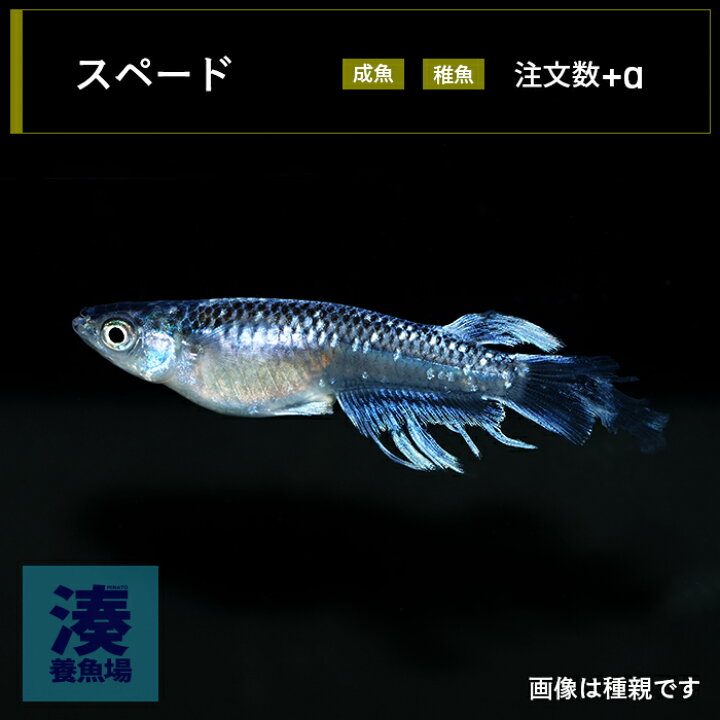 楽天市場】【スペード】メダカ めだか 生体 成魚 稚魚 ヒレ長 ワイド 