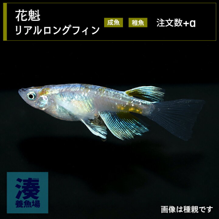 楽天市場】【花魁リアルロングフィン】おいらん メダカ めだか 生体 