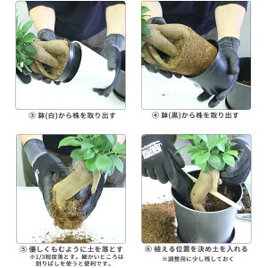 楽天市場 ガジュマル植え替えセット ガジュマル 多幸の木 鉢 土 緩効性肥料 肥料 根腐れ防止 培養土 Ph Ec 調整済み 軽石 五号 鉢植え 園芸 植え替え インテリアグリーン 観葉植物 卓上植物 ボタニカル 南国植物 Instore インストア