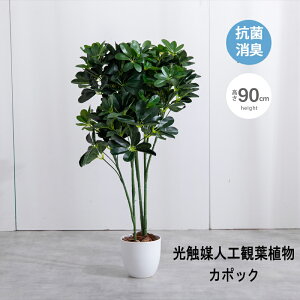 観葉植物 カポック 光触媒の人気商品 通販 価格比較 価格 Com