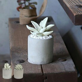 ディフューザー ダルトン DULTON アロエフレグランスディフューザー 多肉植物 アロエ （ 芳香剤 ルームフレグランス アロマディフューザー 香り フレグランス アロマオイル アロマグッズ カクタス ガラス 部屋 玄関 洗面所 寝室 ）【39ショップ】