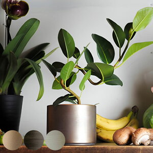 v^[ MC~x[X a12×9.5cm ACA i Aؔ vg|bg Ap|bg ԕr Ԃт Ԋ Jo[ |bg  ~  X^h u A  ϗtA A T{e