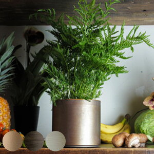 v^[ MC~x[X a15×14cm ACA i Aؔ vg|bg Ap|bg ԕr Ԃт Ԋ Jo[ |bg  ~  X^h u A  ϗtA A T{e